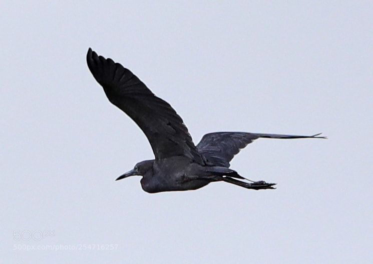 Canon EOS-1D X Mark II sample photo. 04-22-18-0013953.jpg photography