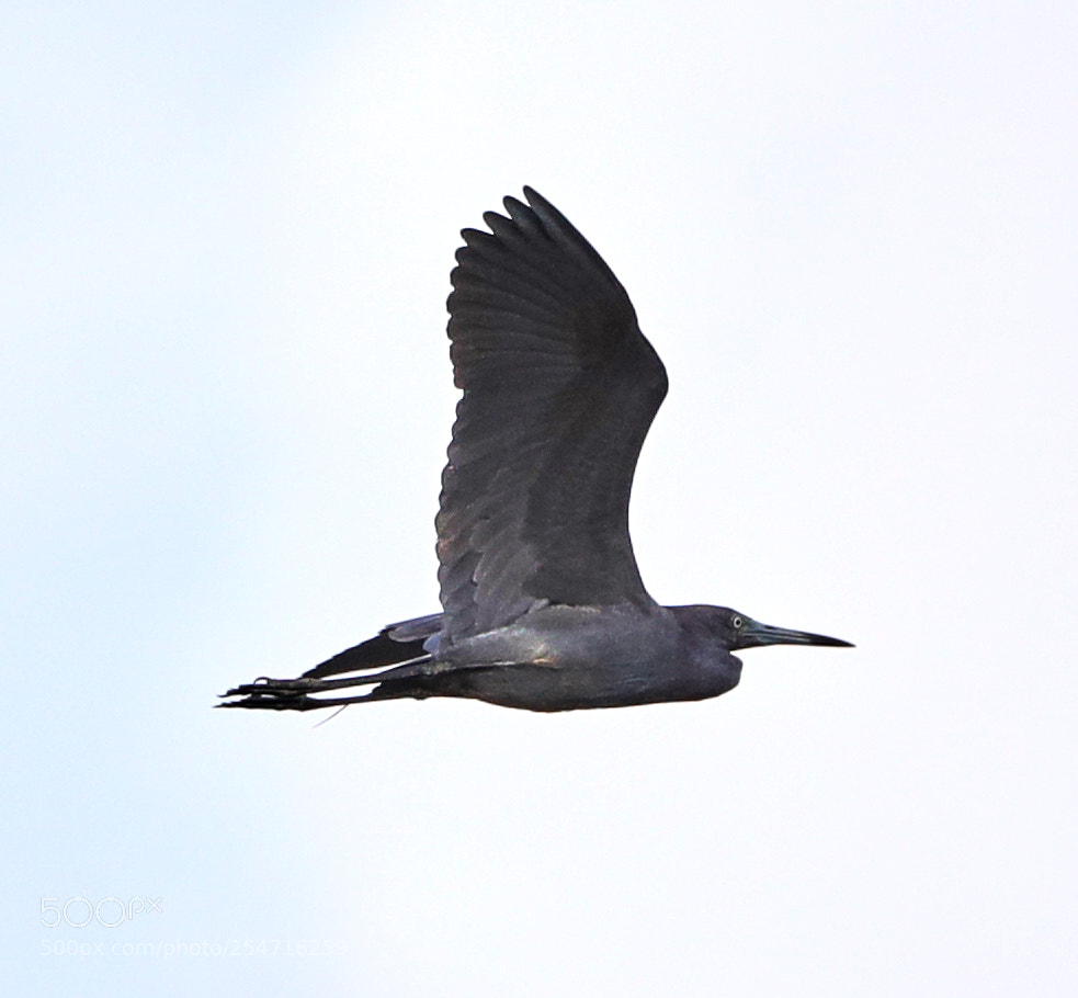 Canon EOS-1D X Mark II sample photo. 04-22-18-0013952.jpg photography