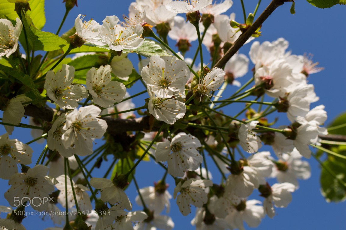 Canon EOS 700D (EOS Rebel T5i / EOS Kiss X7i) sample photo. Elysee beek photography