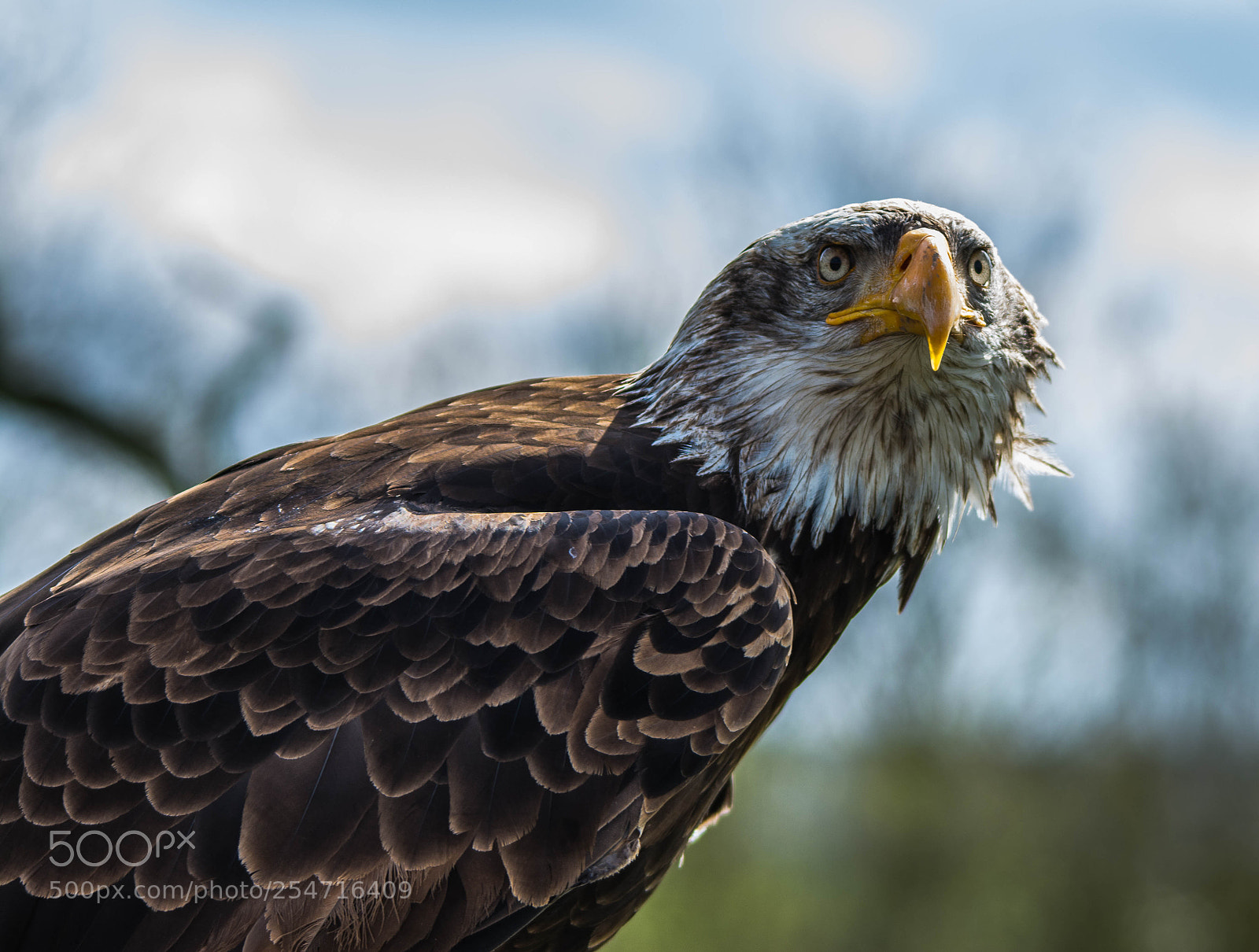 Nikon D7100 sample photo. Amarican bald eagle photography