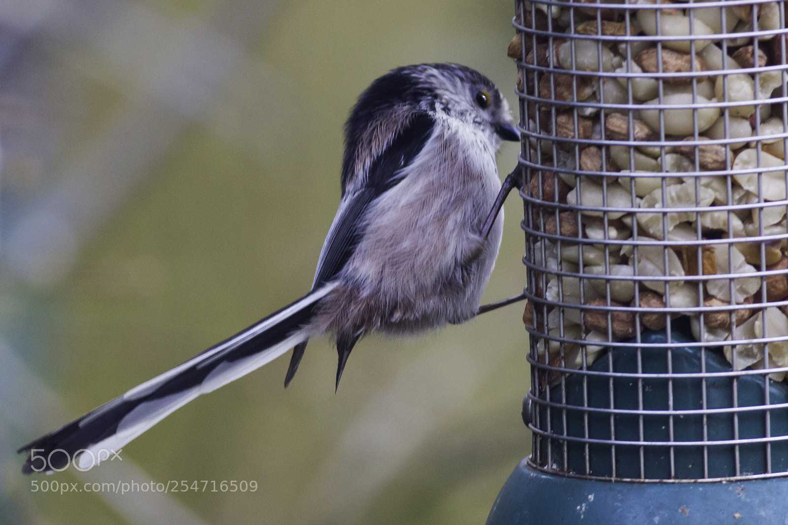 Canon EOS 100D (EOS Rebel SL1 / EOS Kiss X7) sample photo. Long tailed tit on photography