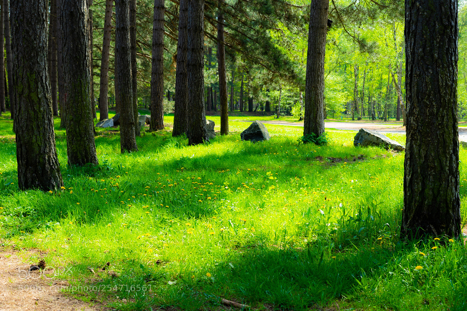 Sony a7 II sample photo. A walk in the photography