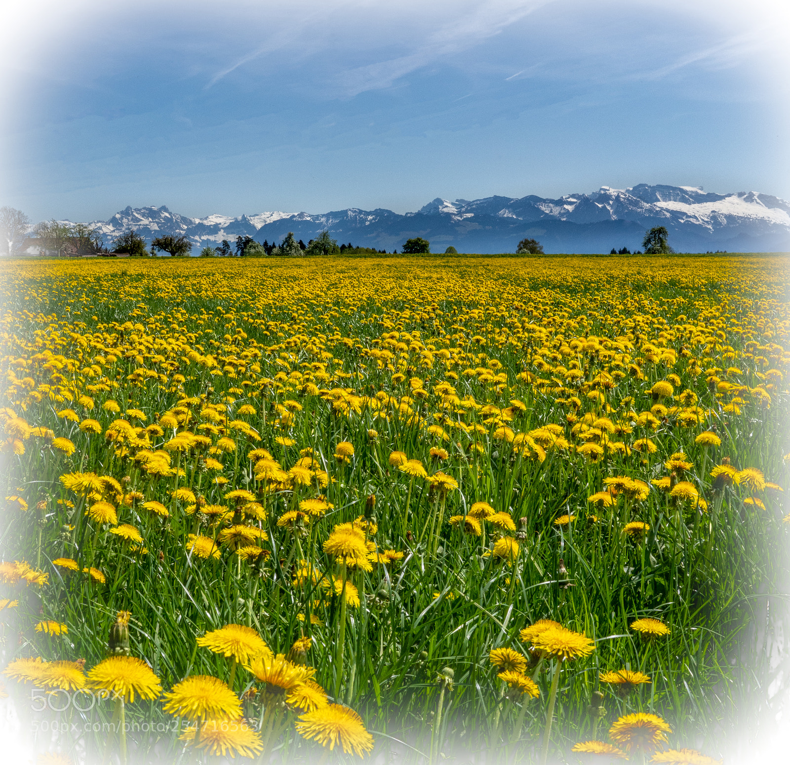Sony a7 III sample photo. Dandelions photography