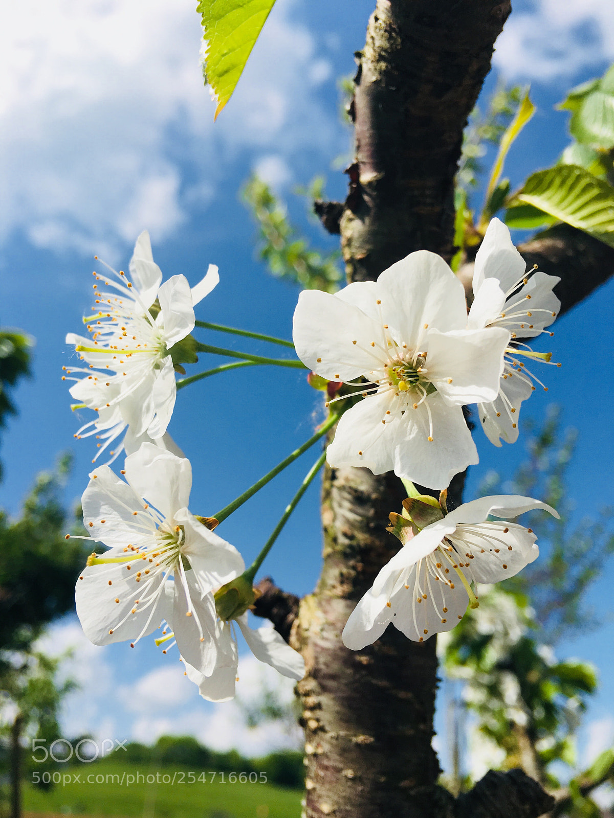 Apple iPhone 6s Plus sample photo. Untitled photography
