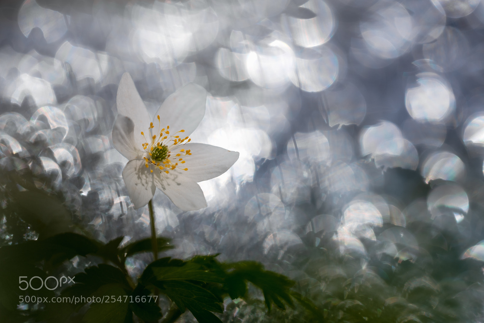Nikon D850 sample photo. Wood anemone photography