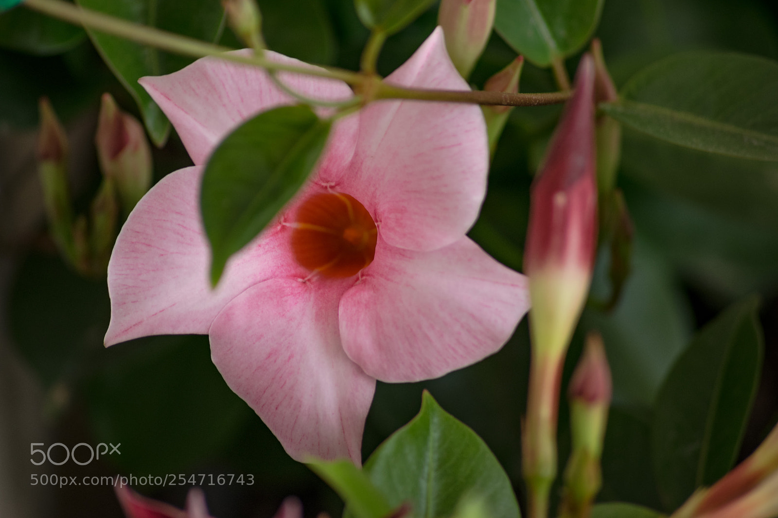 Nikon D3300 sample photo. Dipladenia photography