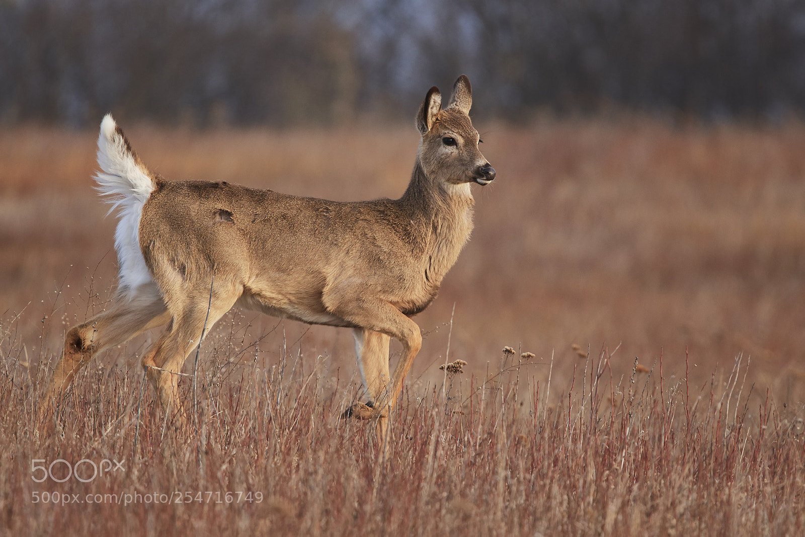 Nikon D500 sample photo. White tailed deer photography