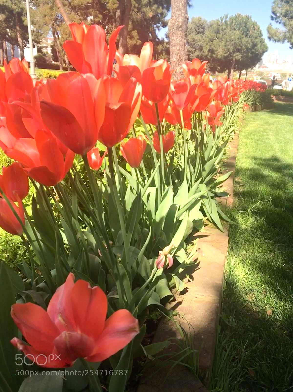 Apple iPhone 6s sample photo. Spring is calling photography