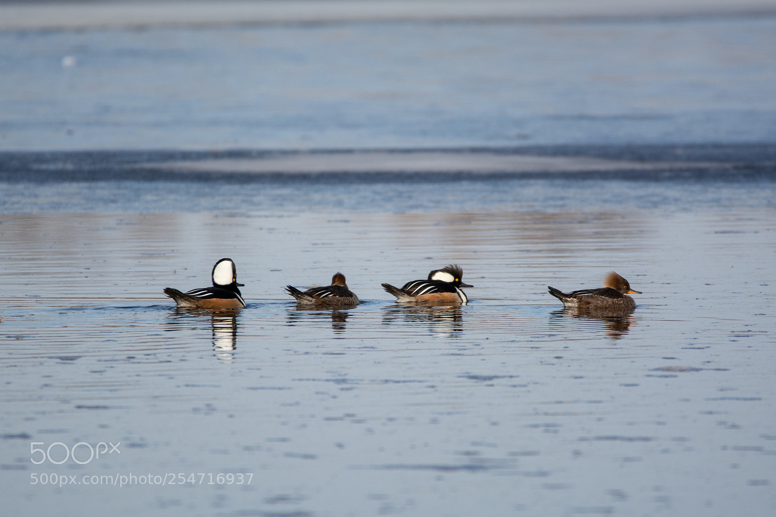 Nikon D7100 sample photo. Hooded mergansers photography