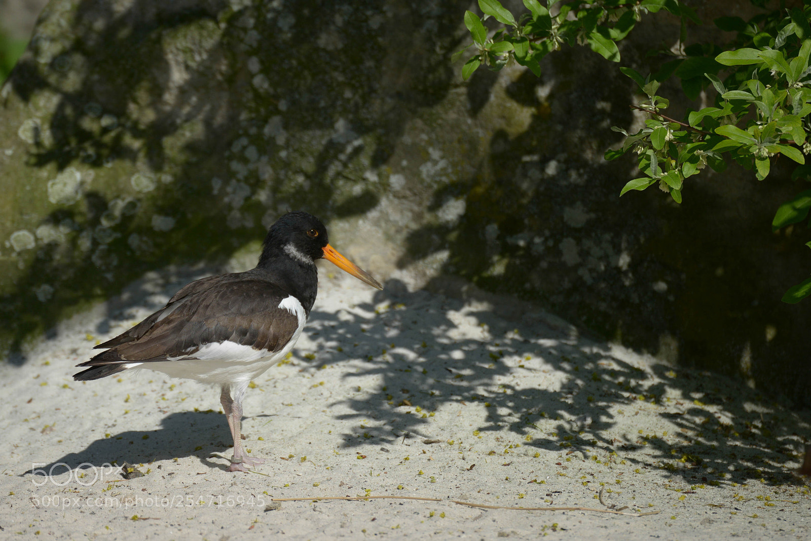 Nikon D800 sample photo. Austernfischer photography