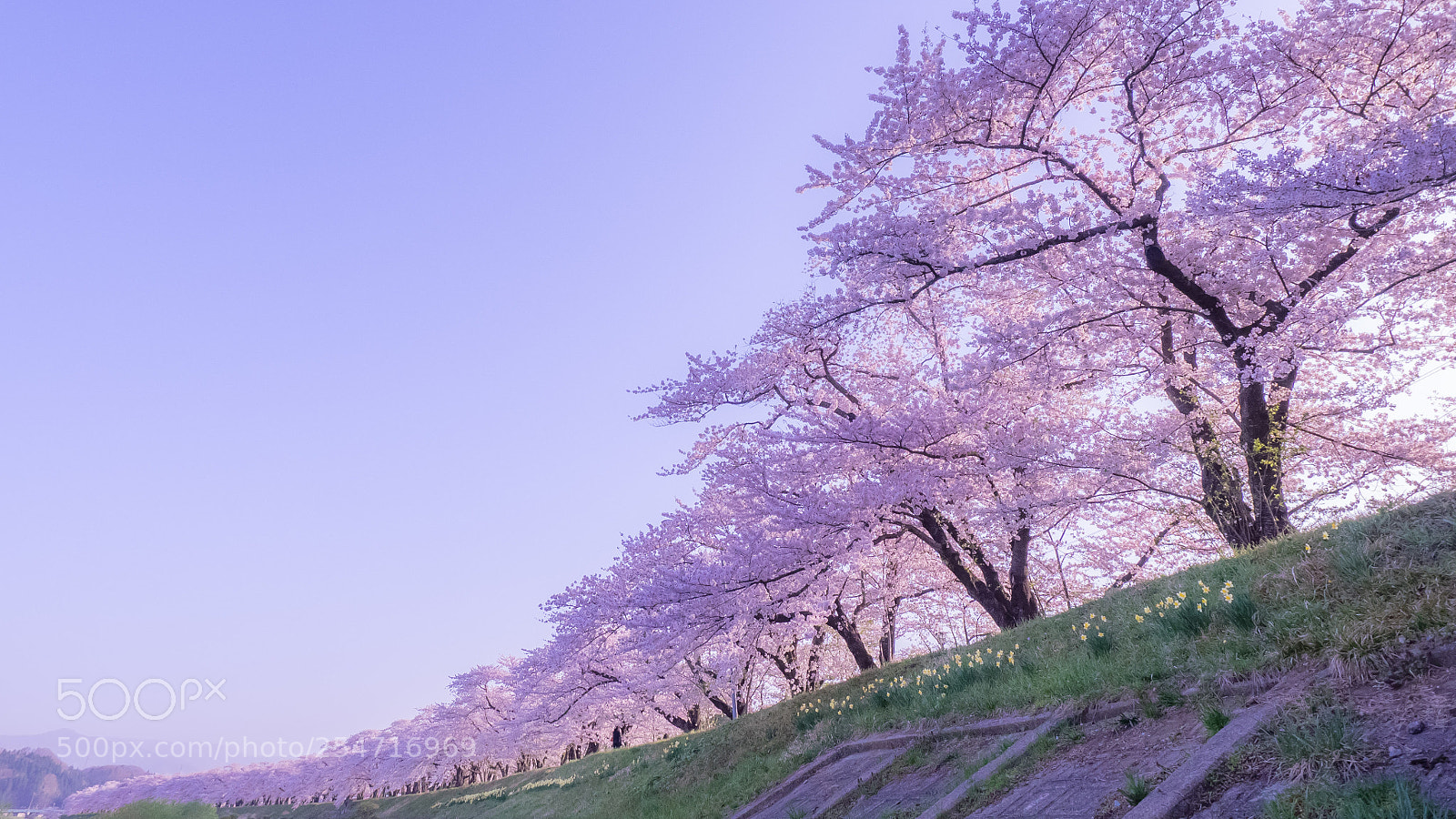 Olympus OM-D E-M1 sample photo. Cherry blossom trees photography