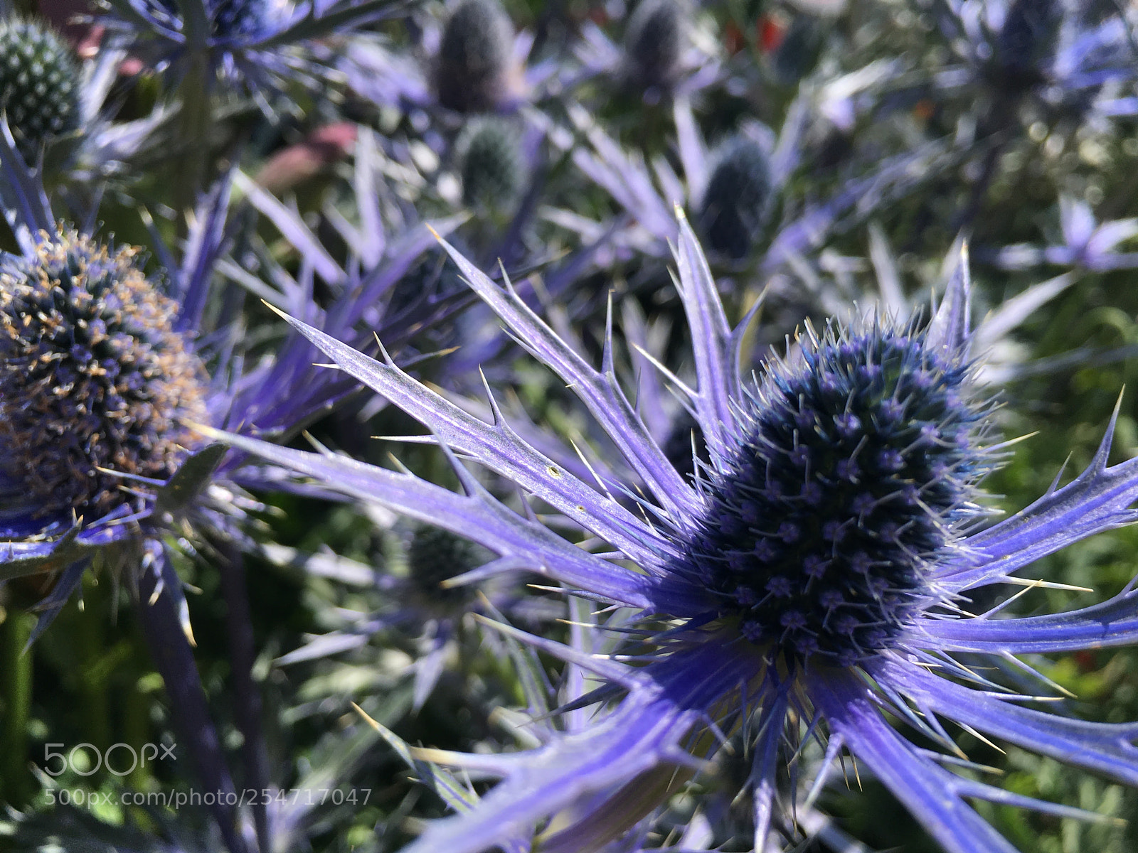 Apple iPhone 6s sample photo. Purple flower close up photography