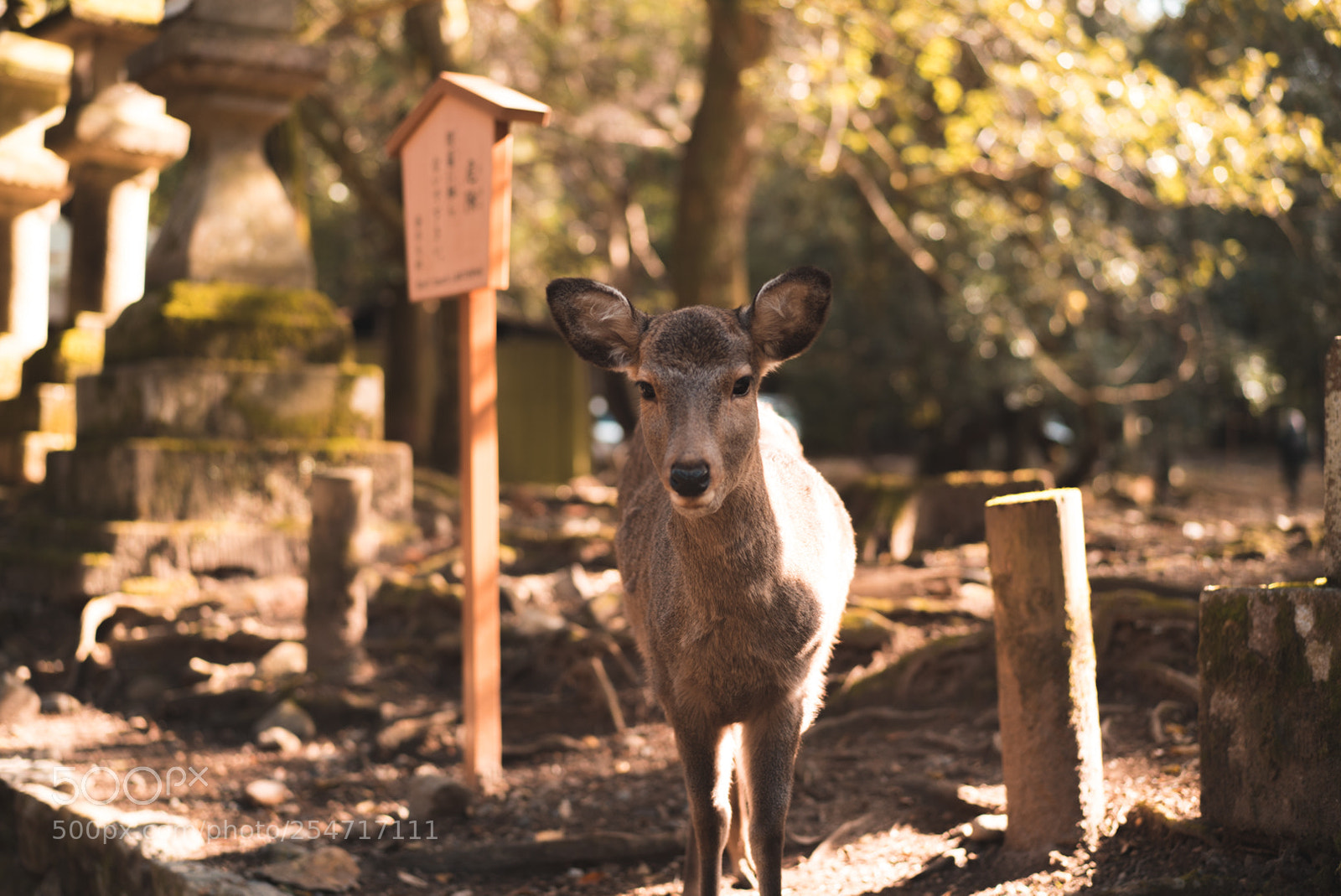 Sony a7S II sample photo. Sacred deers of nara photography