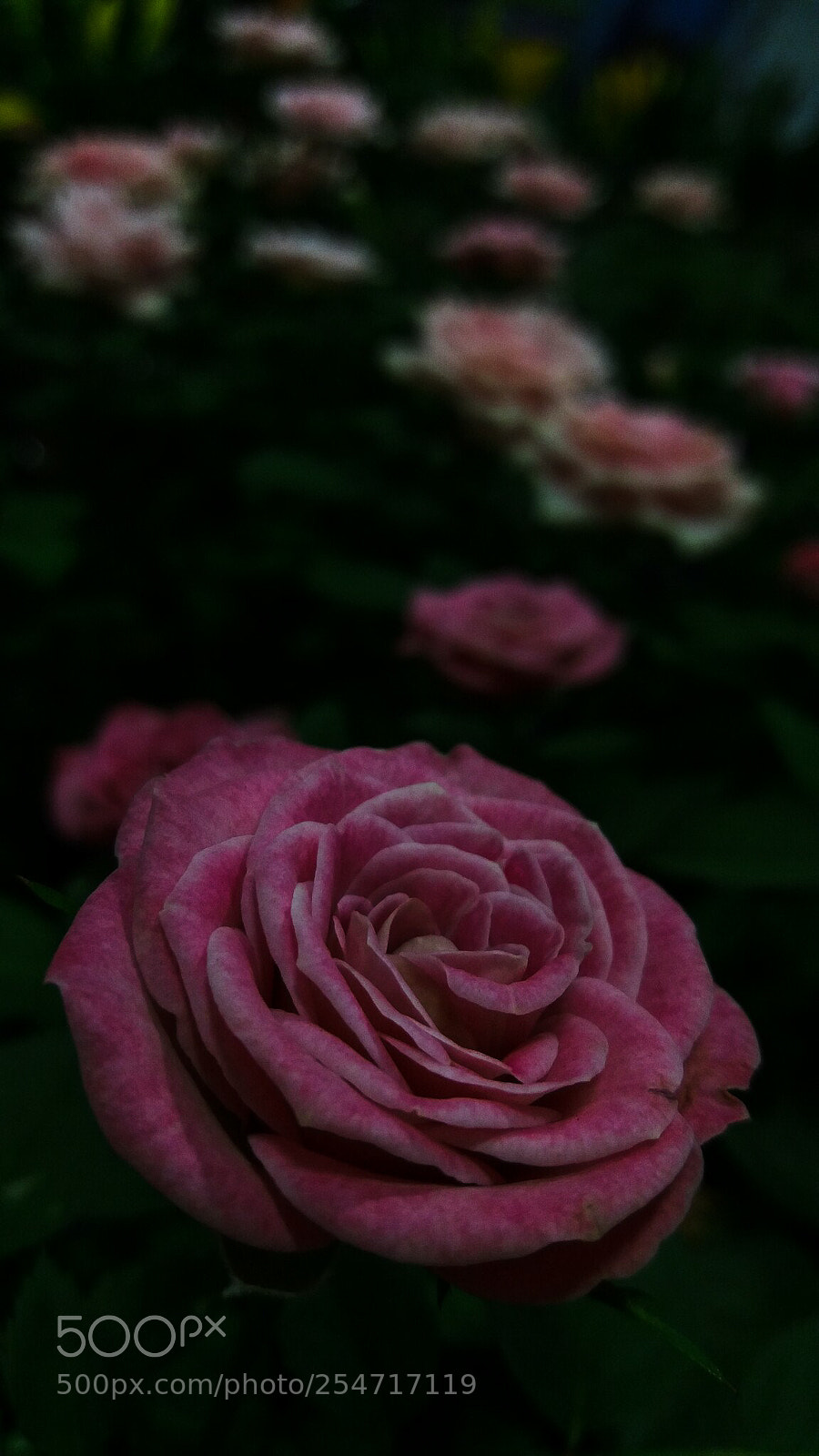 Samsung Galaxy J5 sample photo. Untitled photography