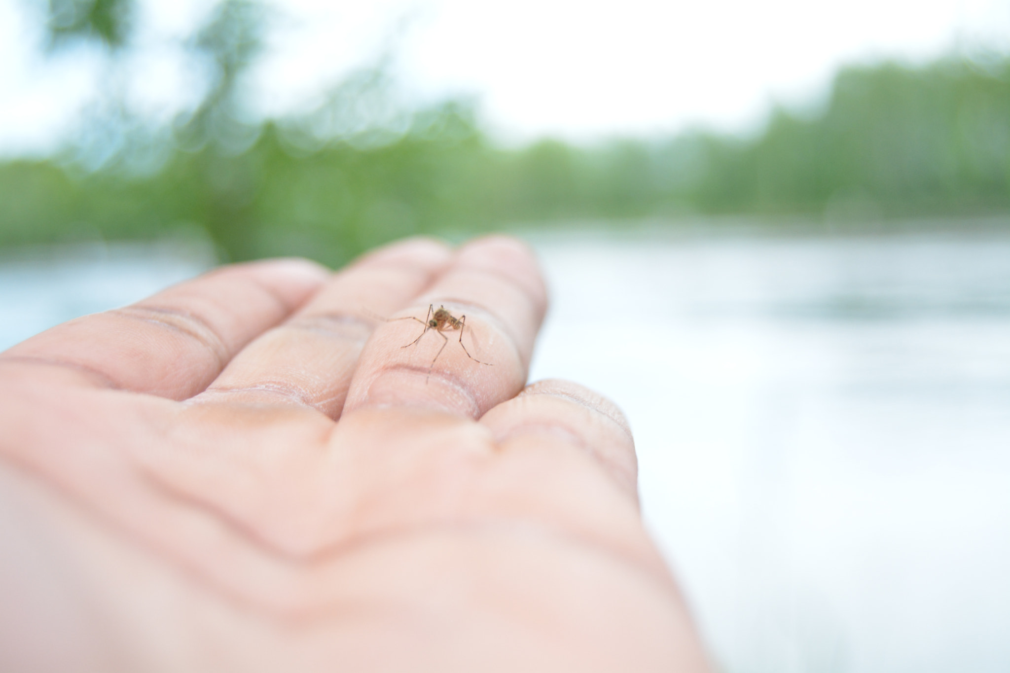 Nikon D5200 sample photo. Birdie photography