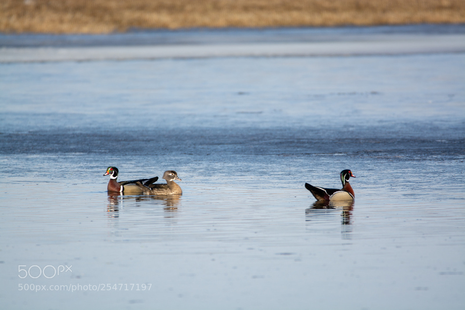 Nikon D7100 sample photo. Wood ducks photography