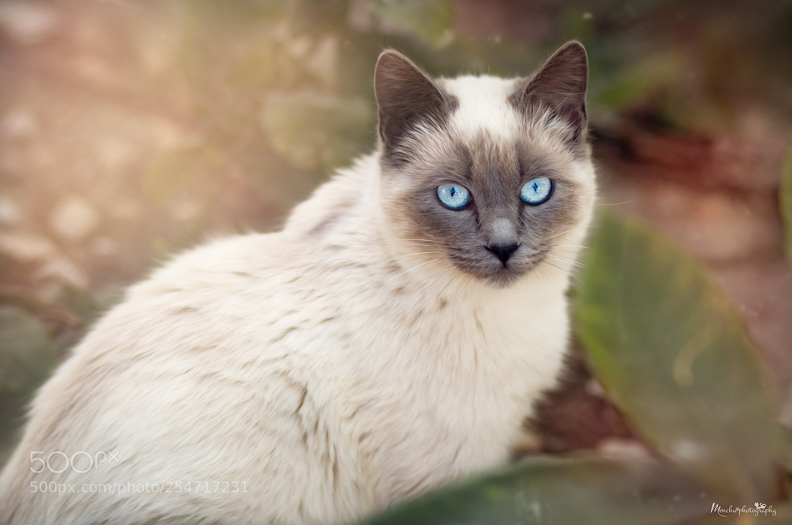 Canon EOS 70D sample photo. Diva photography
