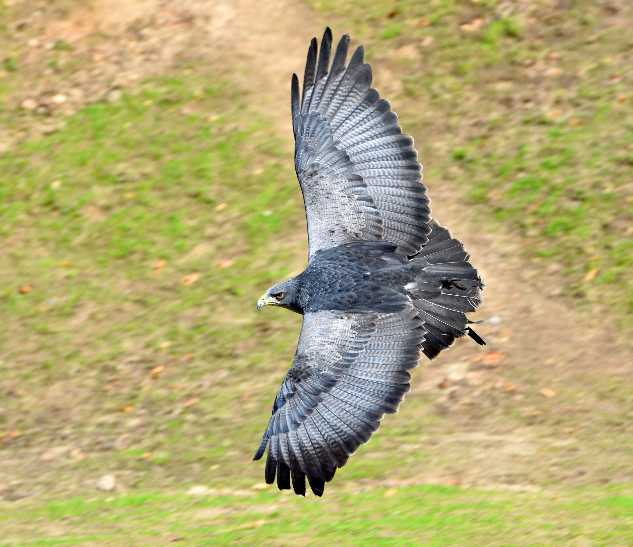 Nikon D5300 + Nikon AF-S Nikkor 70-200mm F2.8G ED VR II sample photo. Eagle inflight photography