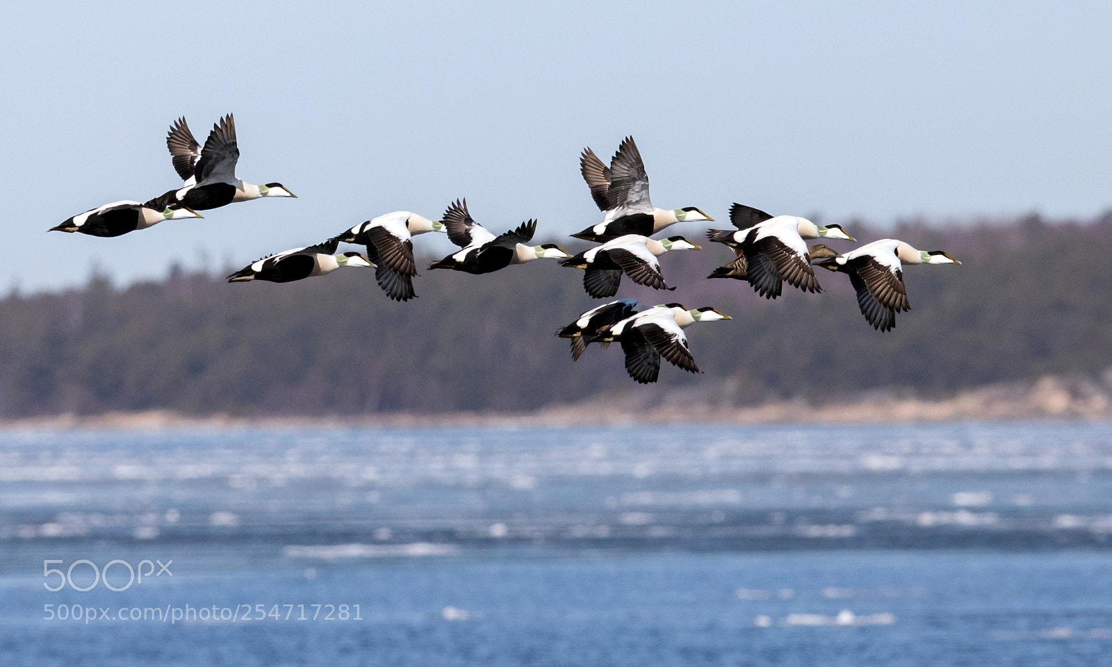 Canon EOS 5D Mark IV sample photo. Common eider photography