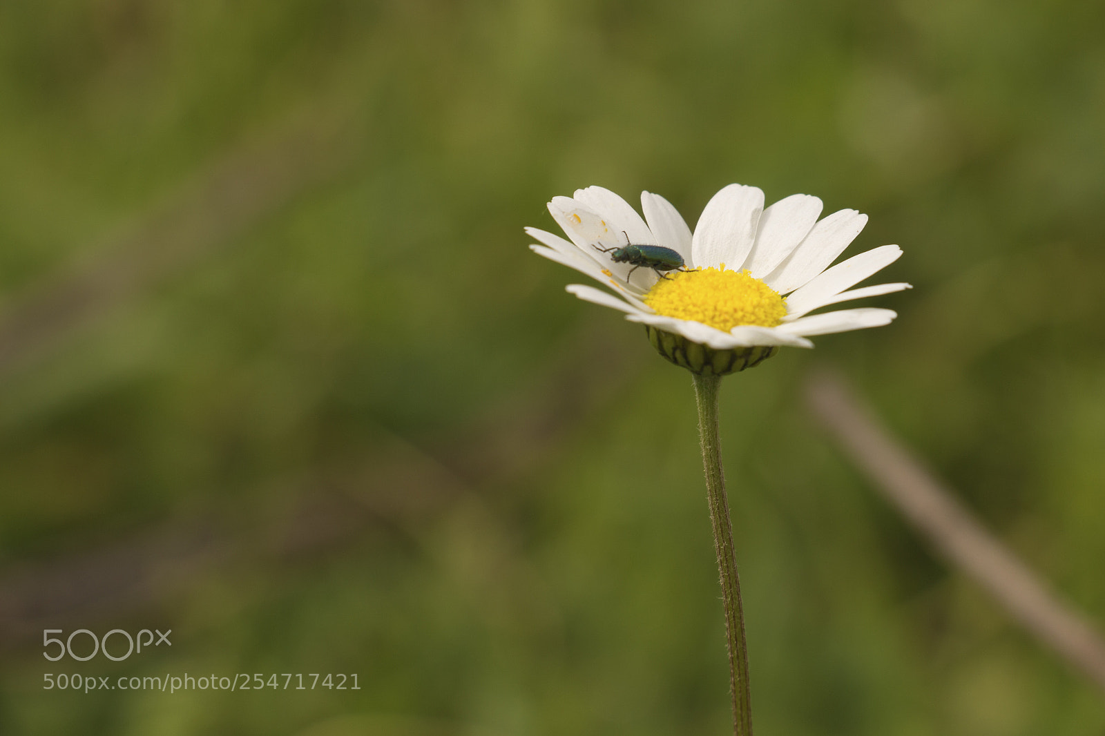 Canon EOS 700D (EOS Rebel T5i / EOS Kiss X7i) sample photo. Papatya photography