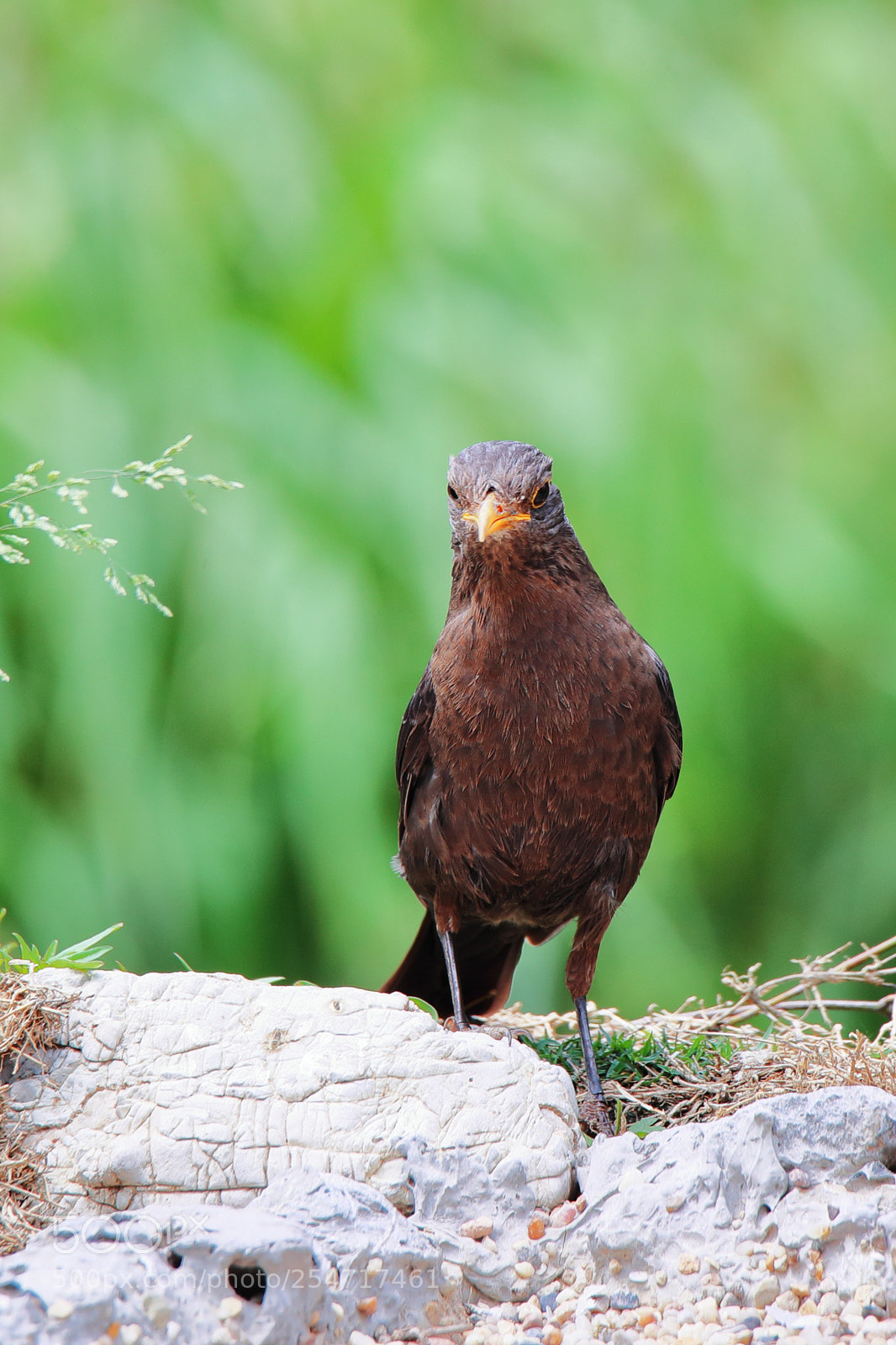 Canon EOS-1D X Mark II sample photo. Some bird photography