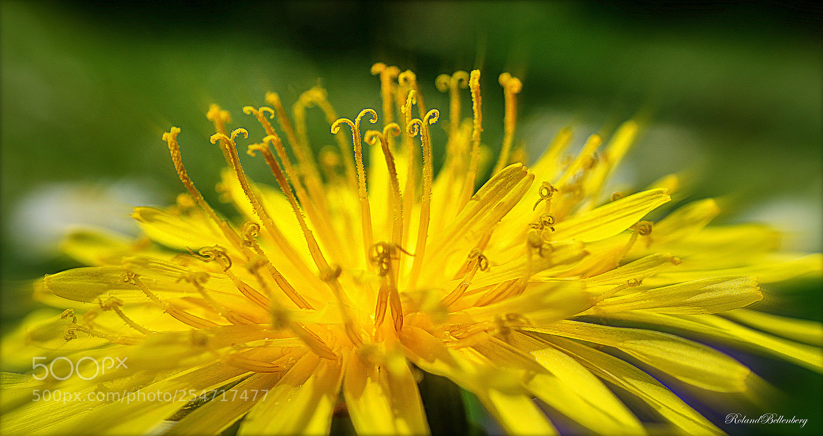 Sony a6000 sample photo. Dandelion photography