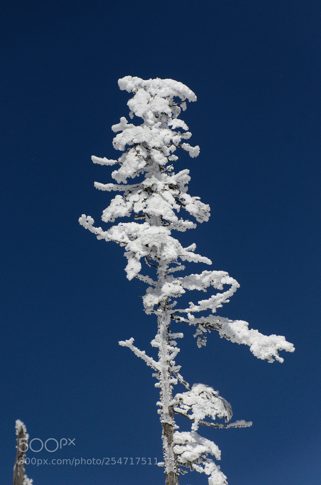 Nikon D7000 sample photo. Tree photography