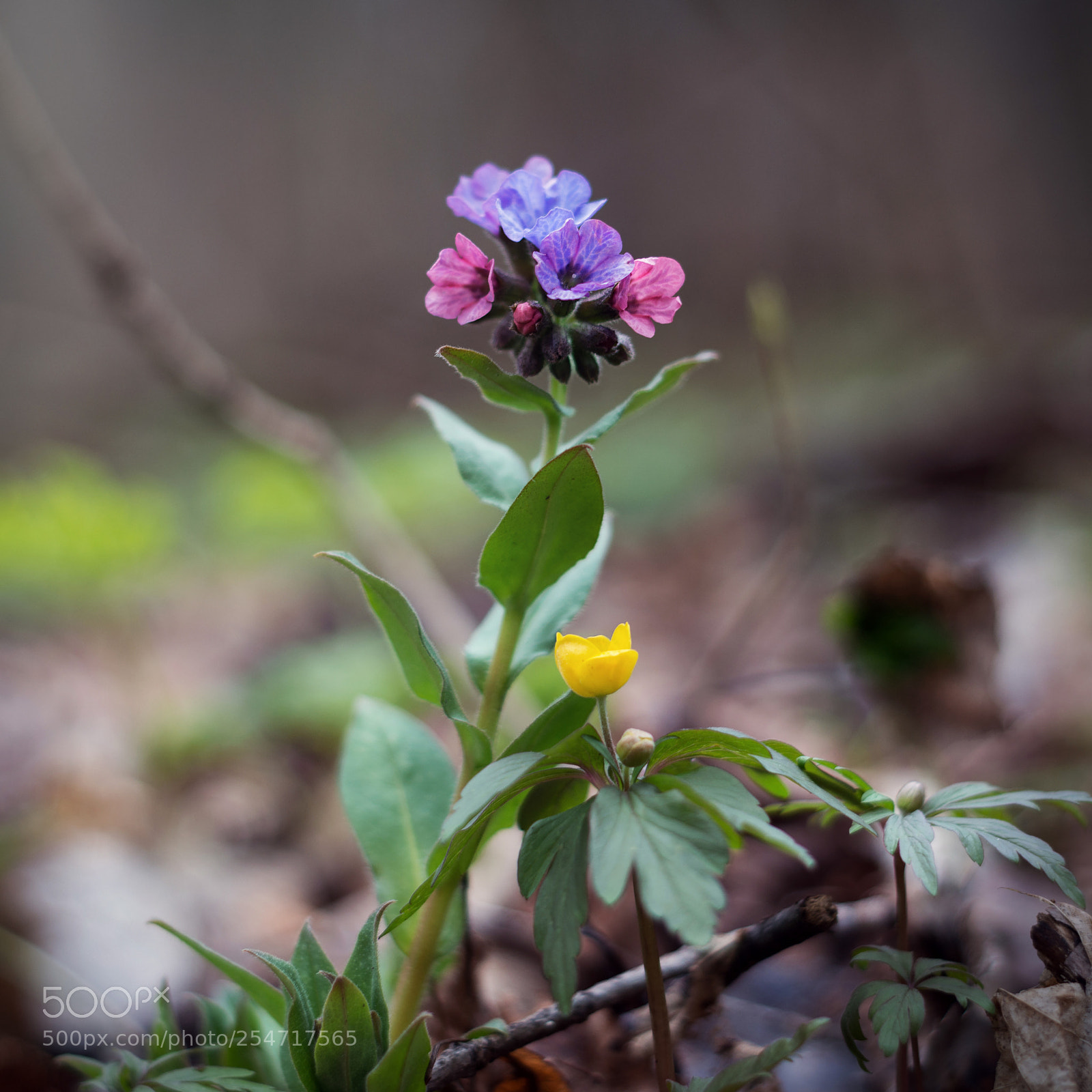Nikon D800E sample photo. Flowers photography