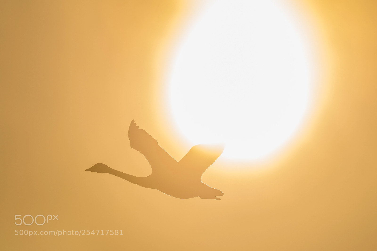 Nikon D850 sample photo. Swan fly across the photography