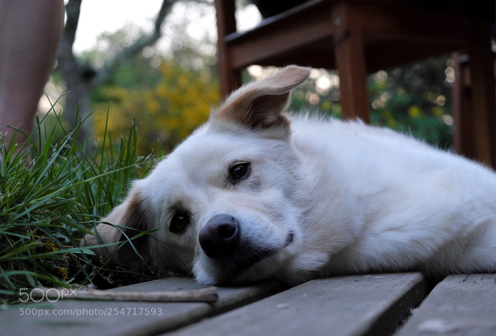 Fujifilm X-T2 sample photo. Good boy photography
