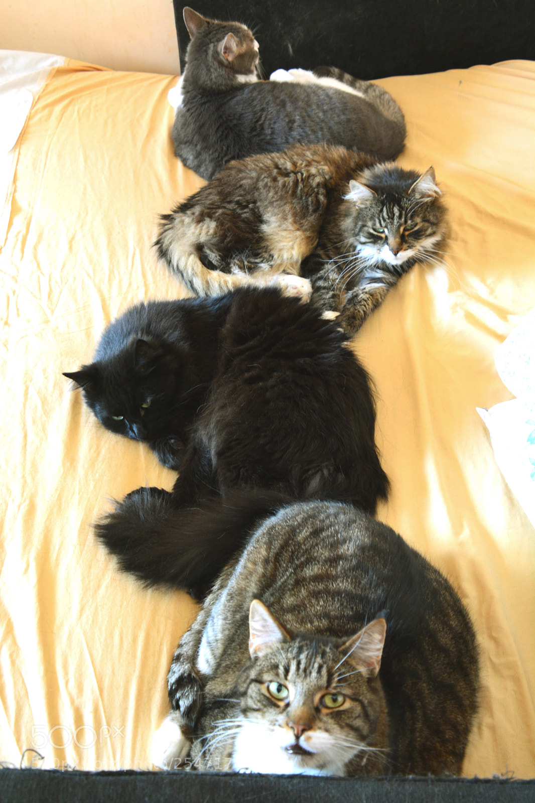 Nikon D5200 sample photo. Repose... photography