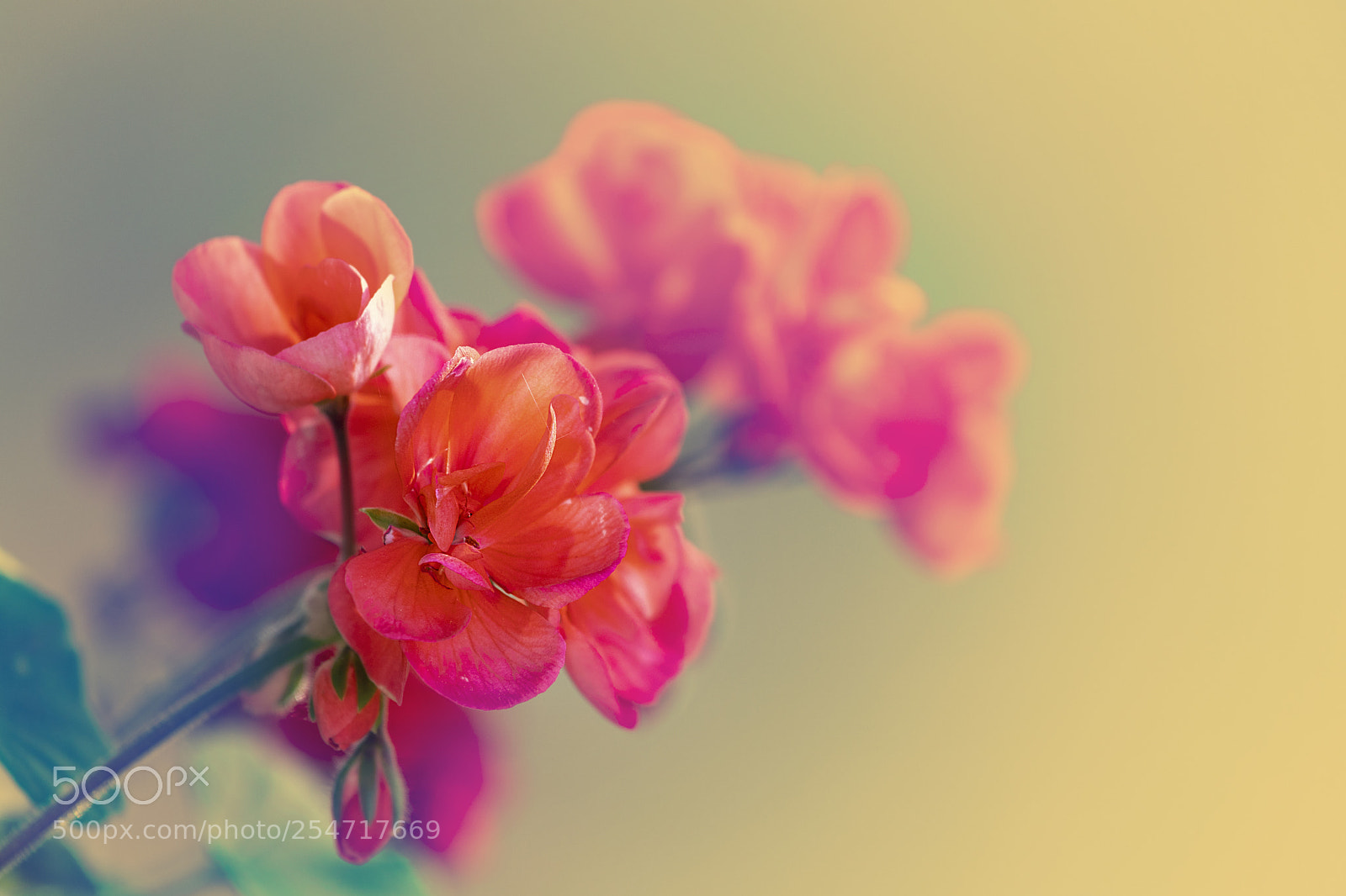 Canon EOS 80D sample photo. Blossom photography