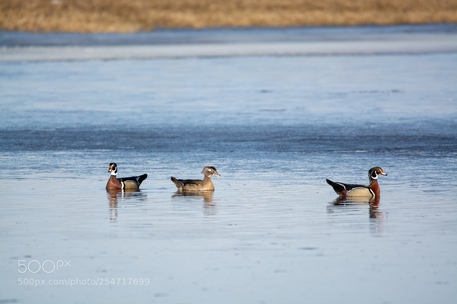 Nikon D7100 sample photo. Wood ducks photography