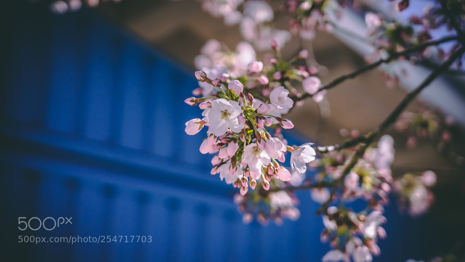 Sony a7R III sample photo. Untitled photography