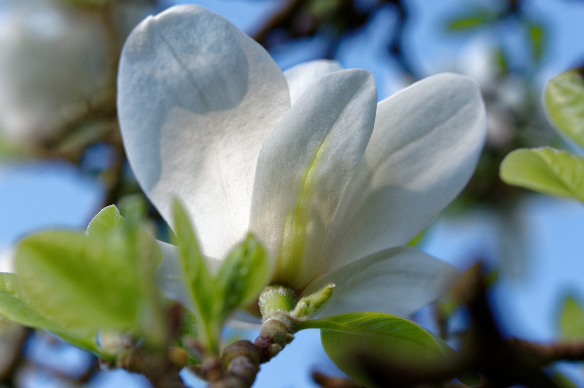 Pentax smc D-FA 50mm F2.8 Macro sample photo. Pentax 50mm macro . magnolia. photography