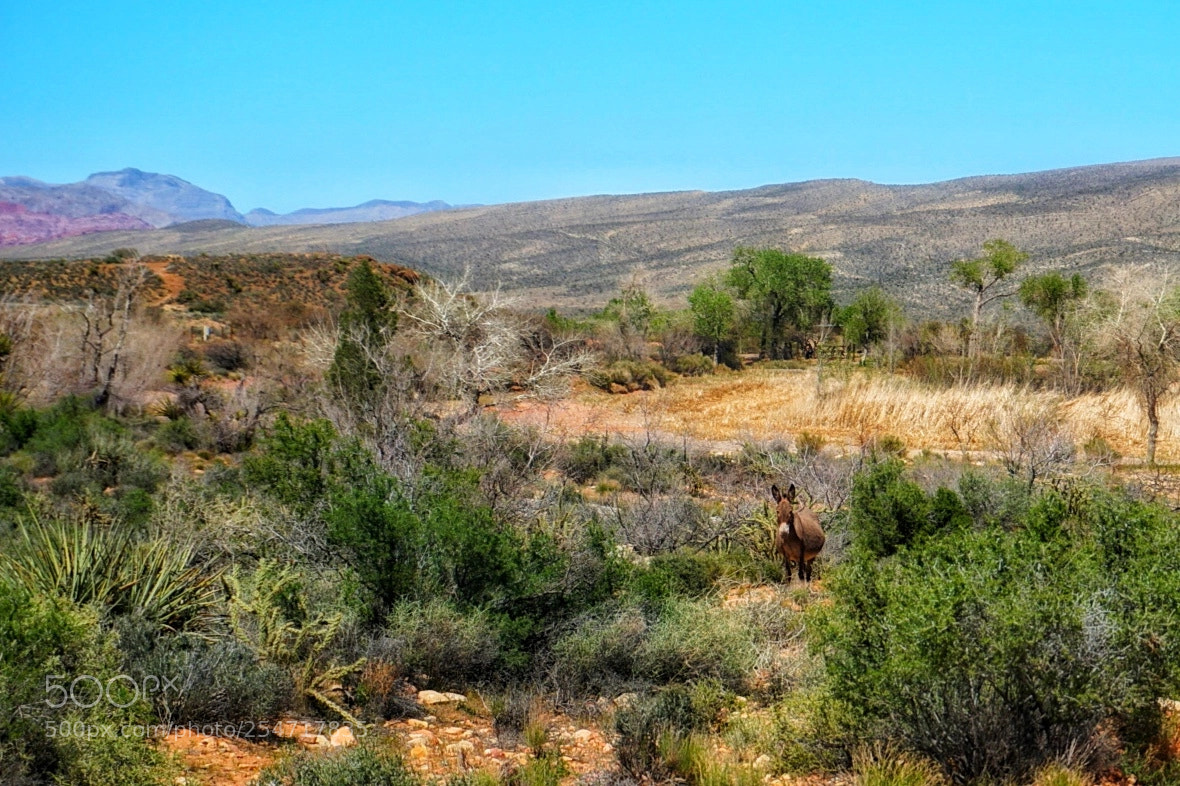 Sony a5100 sample photo. Outdoors photography
