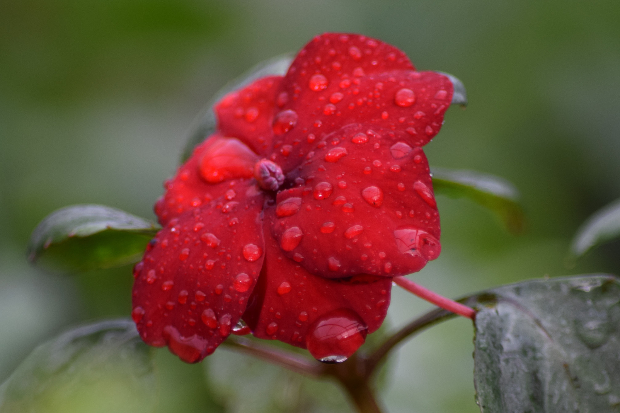 Nikon D5300 sample photo. () photography