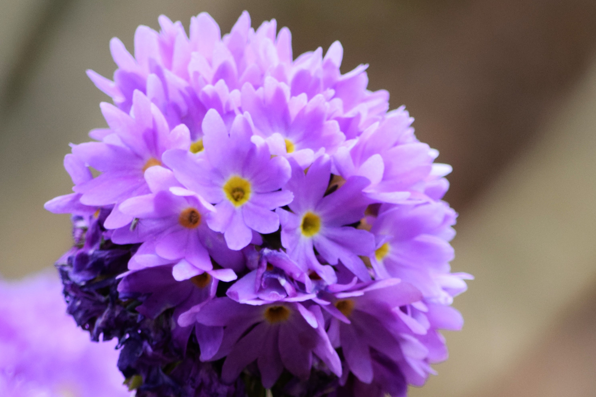 Nikon D5300 sample photo. () photography