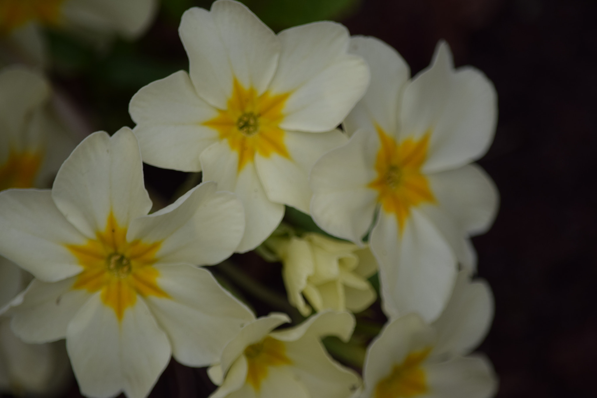 Nikon D5300 sample photo. () photography