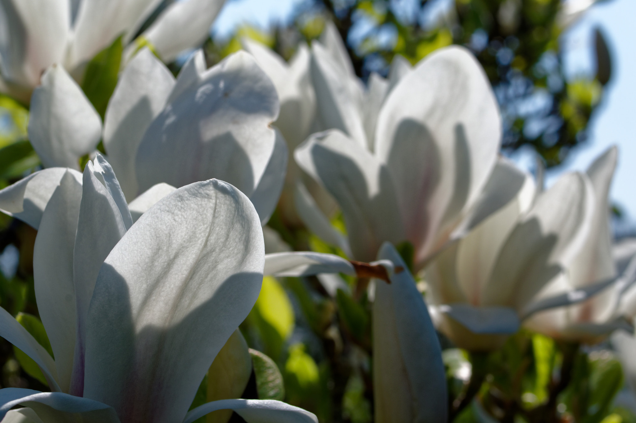 Pentax smc D-FA 50mm F2.8 Macro sample photo. Pentax 50mm macro . magnolia. photography