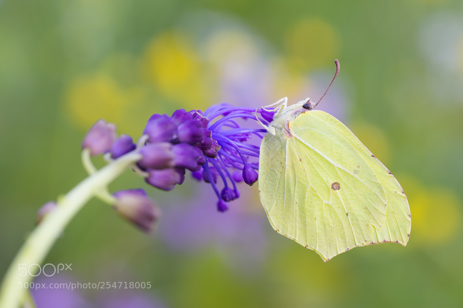 Nikon D600 sample photo. Gonepterix rhamni (cedronella) photography
