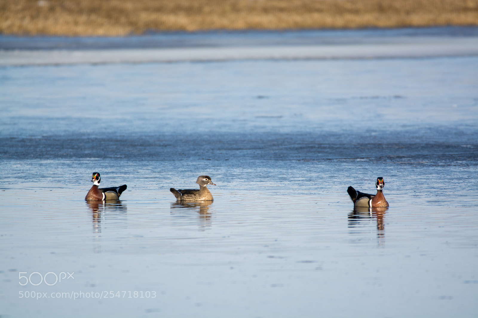 Nikon D7100 sample photo. Wood ducks photography