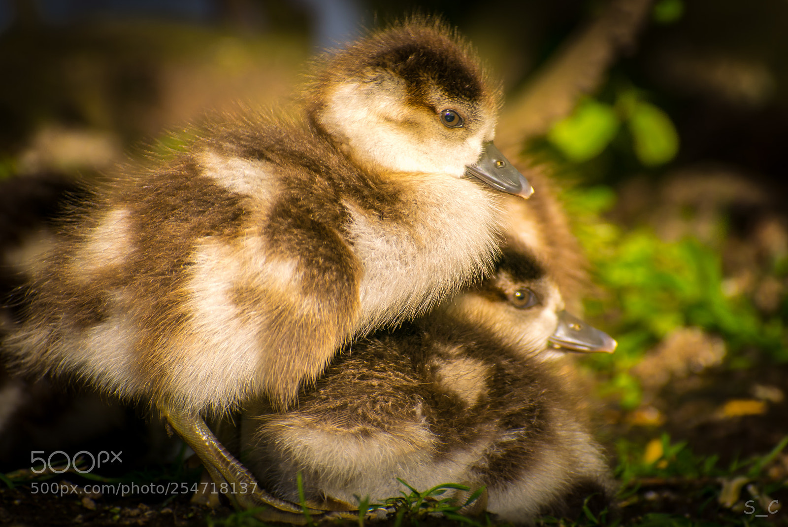 Nikon D3300 sample photo. Cute birds photography