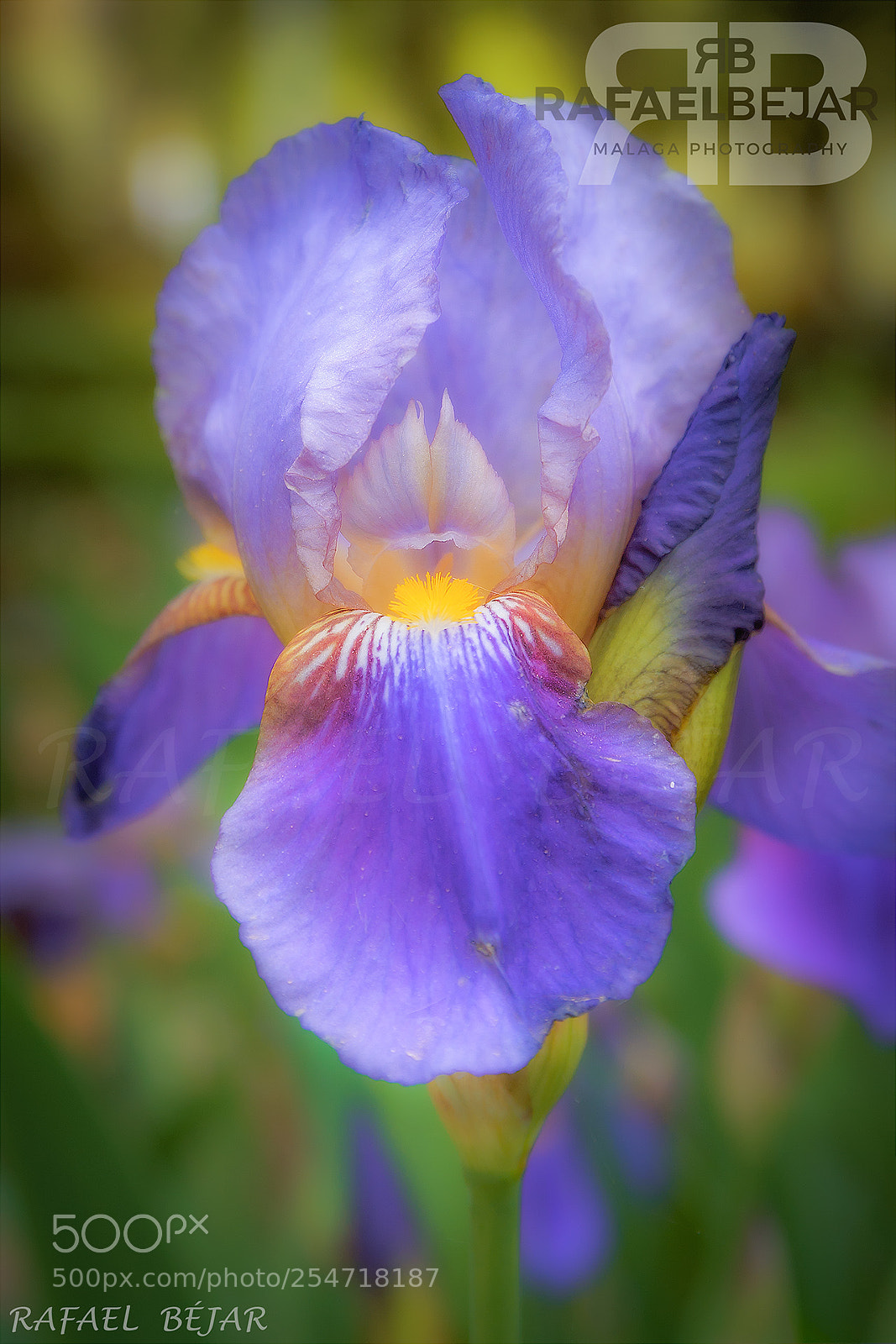 Nikon D90 sample photo. Face photography