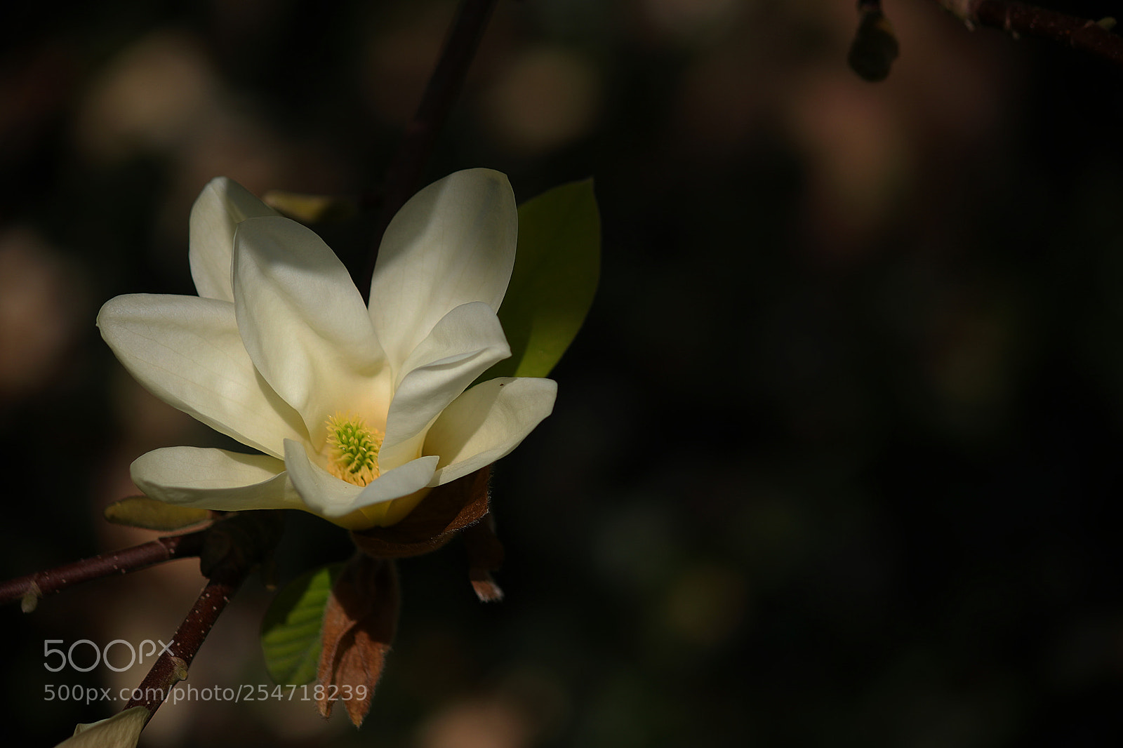 Canon EOS 80D sample photo. A single big blossom photography