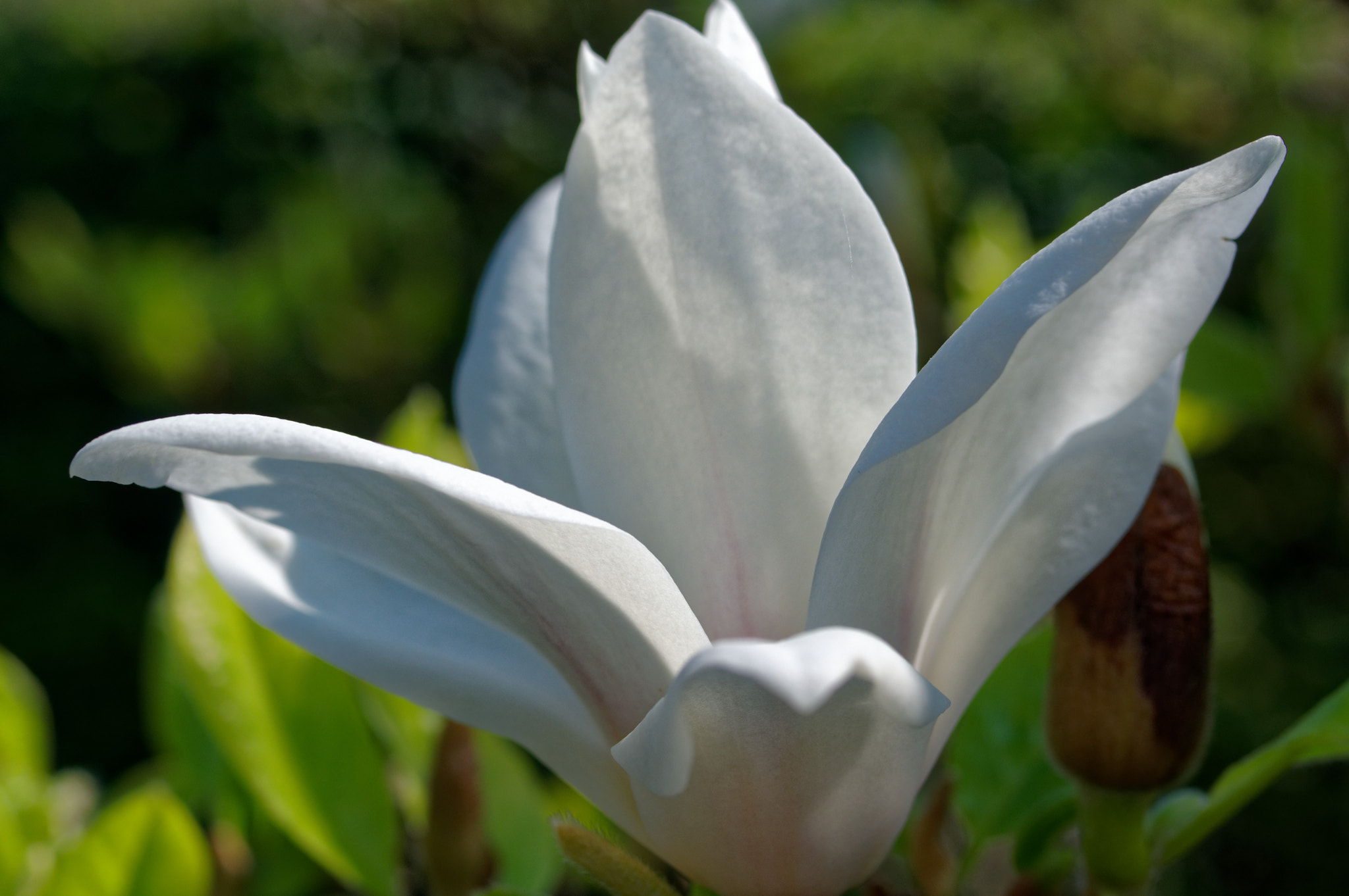 Pentax K-3 II + Pentax smc D-FA 50mm F2.8 Macro sample photo. Pentax 50mm macro . magnolia. photography