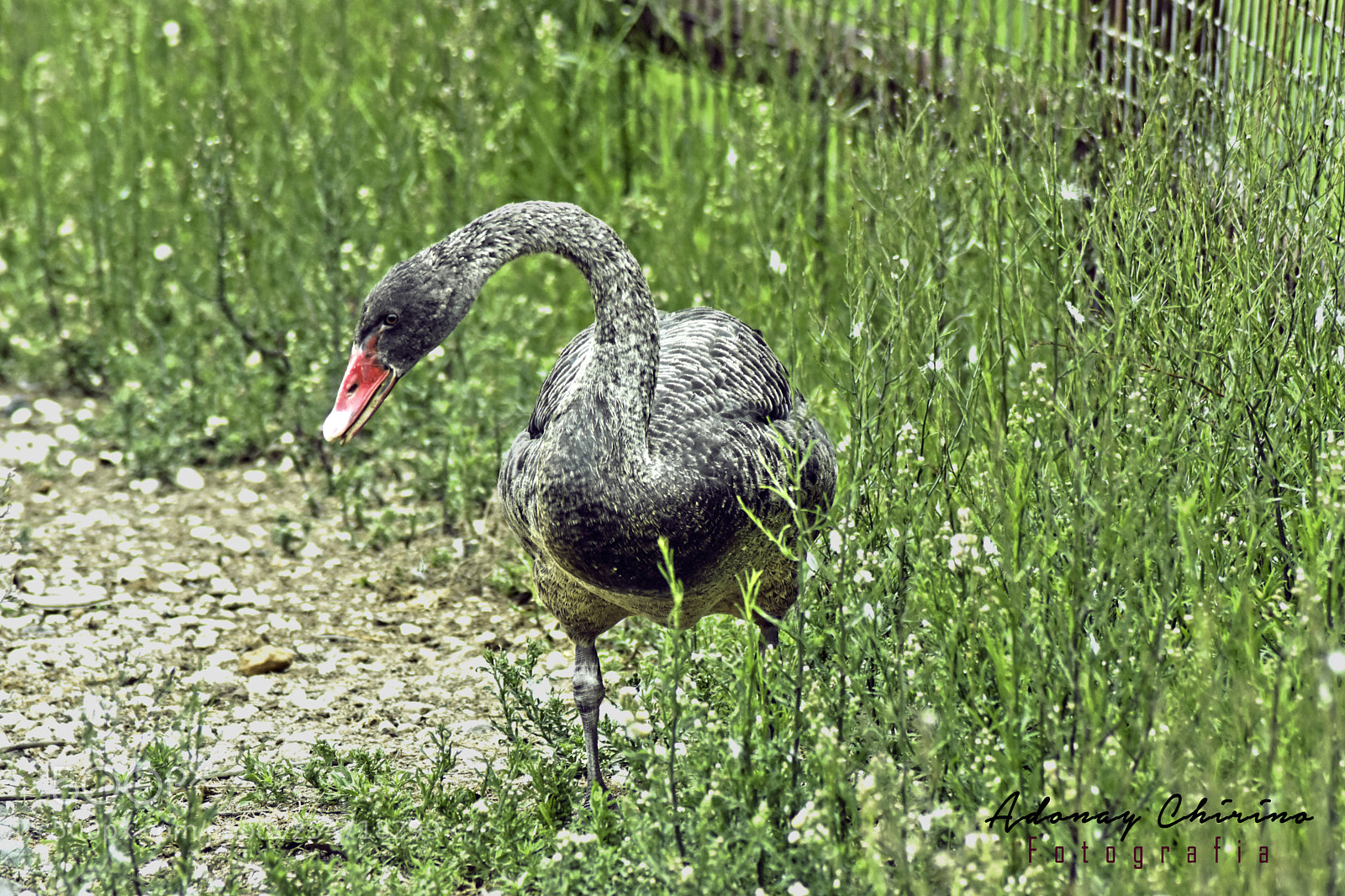 Nikon D3400 sample photo. Duck duck photography