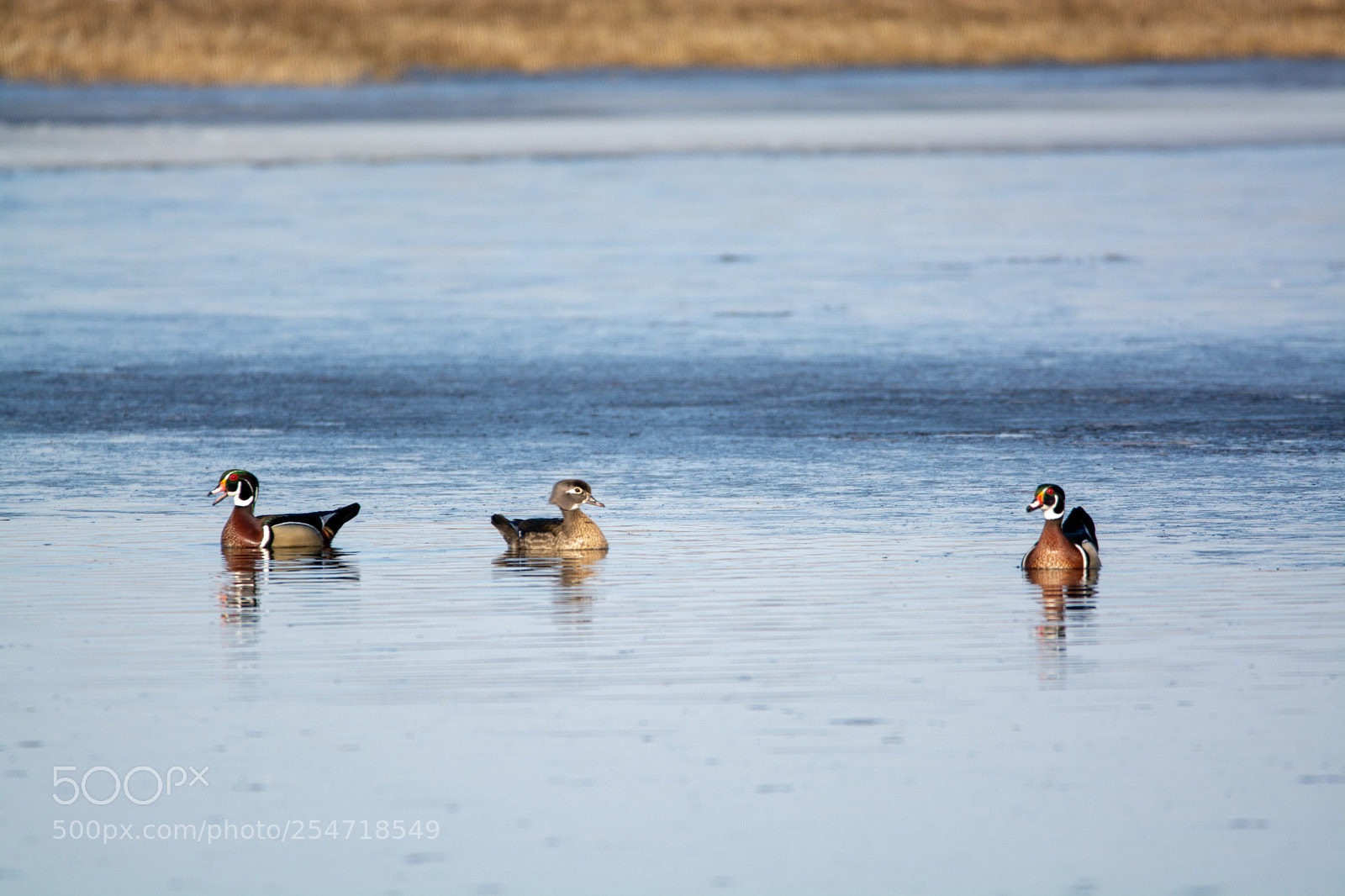 Nikon D7100 sample photo. Wood ducks photography