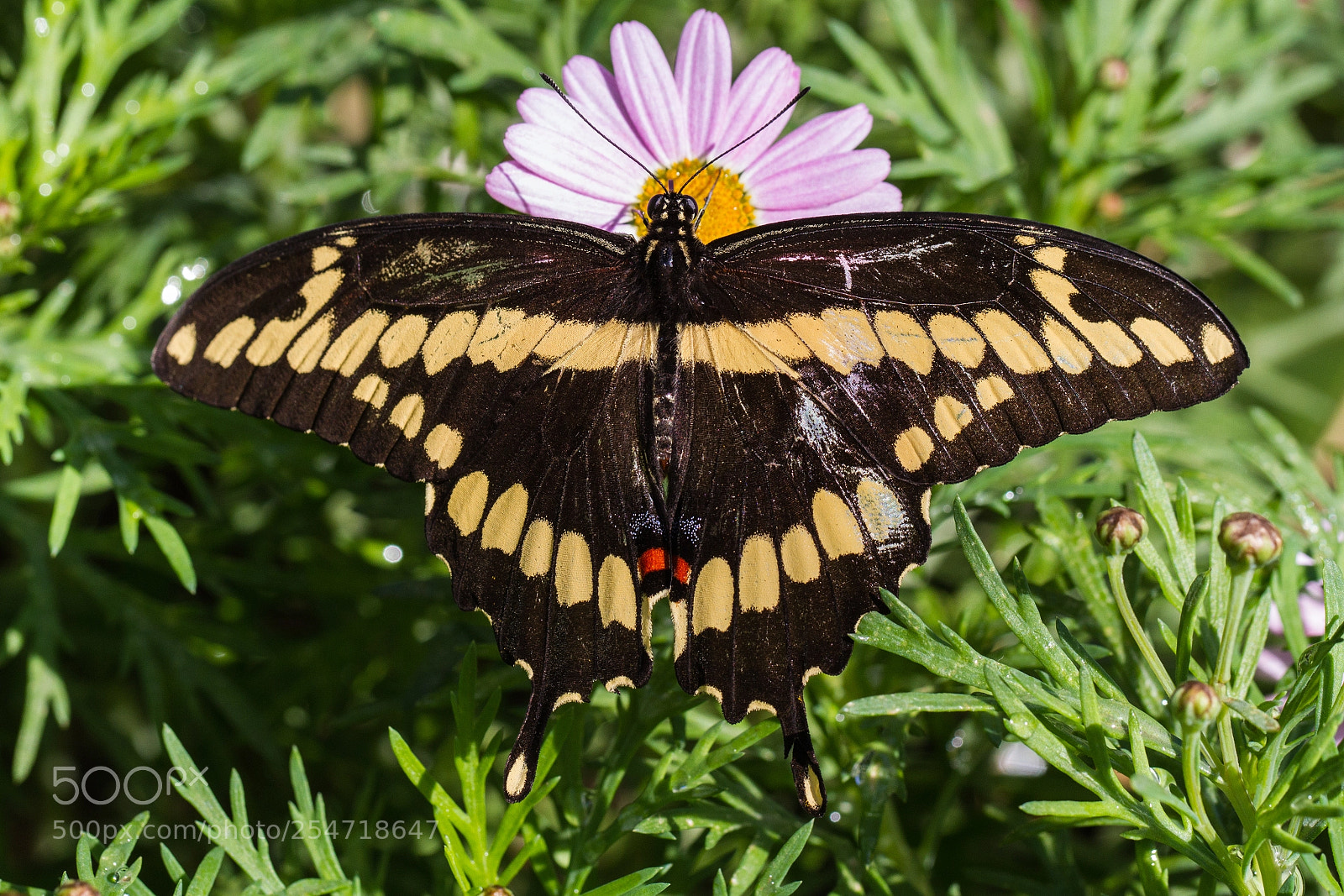 Canon EOS 7D sample photo. Swallowtail butterfly photography