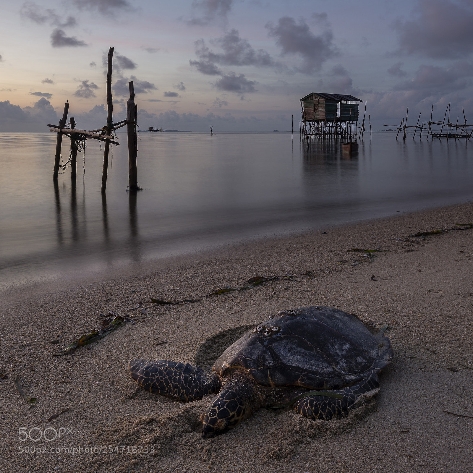 Nikon D610 sample photo. Dead turtle washed on photography